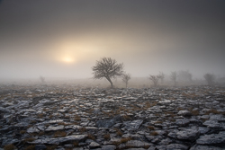A Burren Lone Tree Clare Ireland - lone tree,lowlands,march,mist,winter