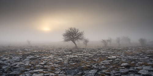 A Burren Lone Tree Clare Ireland - lone tree,lowlands,march,mist,panorama,winter
