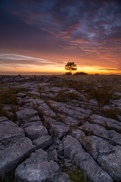 Lone tree silhouetted against a fiery twilight sky above deeply fissured limestone pavement in the Burren, County Clare