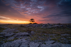 Lone tree on the Burren horizon beneath a mauve evening cloudscape, with weathered limestone pavement in the foreground