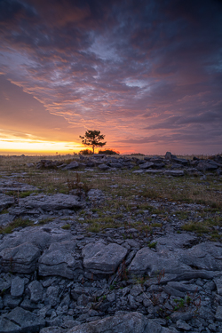 Solitary tree beyond stepped limestone rocks under a pink and mauve twilight sky in the Burren, County Clare