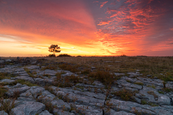 Lone tree beneath a sweeping red-orange sunset above fractured limestone pavement in the Burren, County Clare