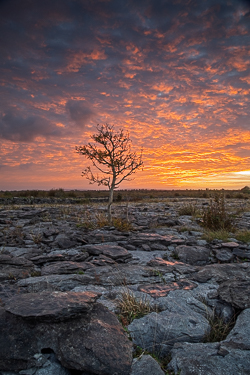 Lone tree silhouetted against a fiery dawn above fractured Burren limestone in County Clare