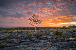 Solitary tree on Burren limestone beneath sweeping orange dawn clouds in County Clare