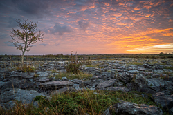 Lone tree overlooking a wide limestone pavement beneath an orange Burren sunrise