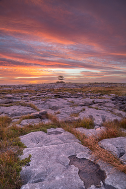 Vertical view of limestone fissures leading towards a lone tree under a colourful Burren dawn