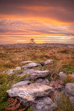 Foreground limestone and autumn grass leading to a lone tree beneath an orange dawn sky