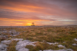 Wide Burren grassland and limestone landscape with a lone tree against a warm sunrise