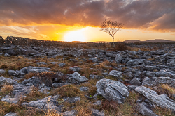 february,golden hour,lone tree,sunset,winter,wall,lowland