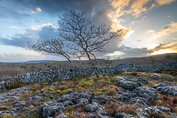 lone tree,march,sunset,wall,winter,lowland