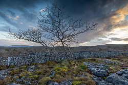 lone tree,march,sunset,wall,winter,lowland