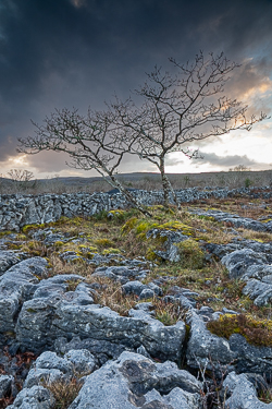 lone tree,march,sunset,wall,winter,lowland,grey