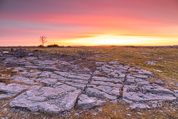 lone tree,march,orange,pink,twilight,winter,lowland