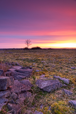 lone tree,march,orange,pink,twilight,winter,pink,lowland