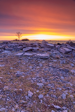 lone tree,march,orange,pink,twilight,winter,orange,lowland