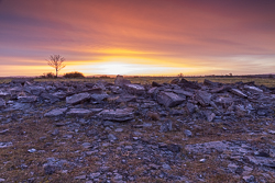 lone tree,march,orange,pink,twilight,winter,orange,lowland