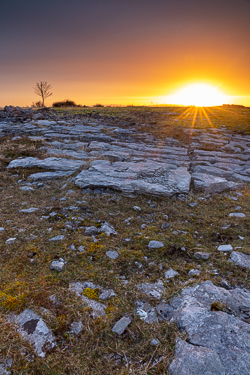 lone tree,march,orange,pink,sunrise,sunstar,winter,lowland,golden