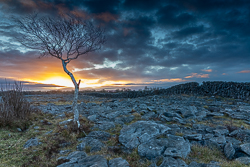 blue,february,lone tree,sunrise,winter,lowland