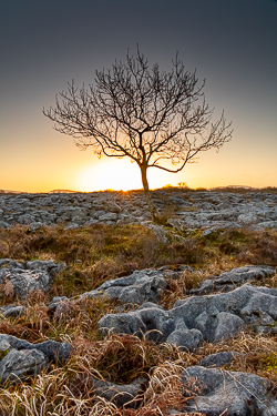 february,golden,lone tree,sunset,sunstar,winter,golden,lowland