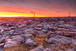 february,lone tree,long exposure,orange,twilight,winter,lowland