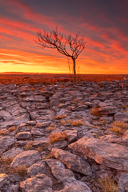 february,lone tree,long exposure,orange,twilight,winter,lowland