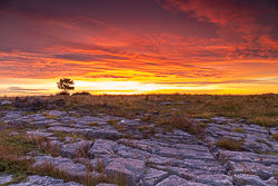 lone tree,red,september,summer,sunrise,twilight,lowland