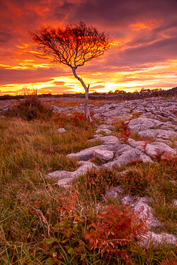 autumn,limited,lone tree,long exposure,october,red,twilight,portfolio,lowland