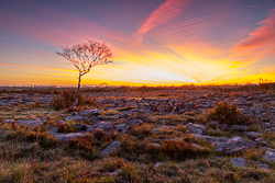 autumn,lone tree,long exposure,october,twilight,lowland,pink