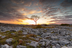 autumn,lone tree,october,sunset,lowland,golden