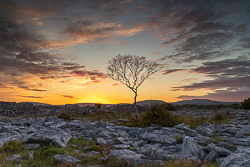 autumn,lone tree,october,sunset,lowland,golden