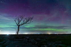 aurora,autumn,lone tree,night,november,lowland,green,,astro,long exposure