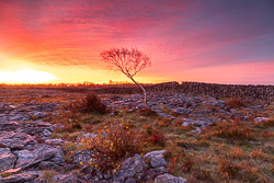 autumn,lone tree,november,red,twilight,wall,lowland