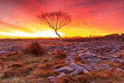 autumn,lone tree,november,red,twilight,wall,lowland