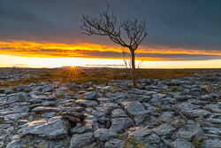 autumn,december,lone tree,sunrise,sunstar,lowland,golden