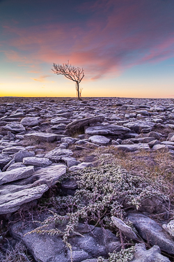 frost,january,lone tree,pink,twilight,winter,lowland