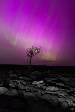 aurora,lone tree,long exposure,lowland,may,night,pilars,purple,spring,astro