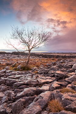 january,lone tree,sunrise,winter,lowland