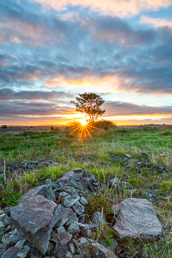 autumn,lone tree,october,sunrise,sunstar,lowland