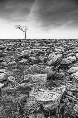 frost,january,lone tree,lowland,monochrome,winter