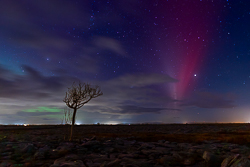 SAR,STEVE,astro,aurora,autumn,lone tree,long exposure,lowland,november,portfolio,night