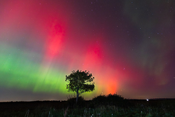 astro,aurora,autumn,lone tree,lowland,night,october,pilars,portfolio