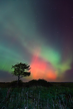 astro,aurora,autumn,lone tree,lowland,night,october,pilars