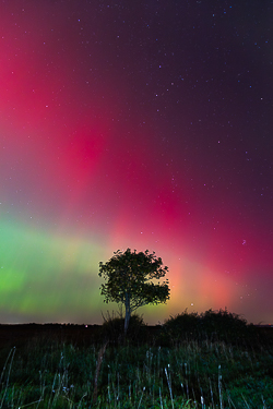 astro,aurora,autumn,lone tree,lowland,night,october,pilars