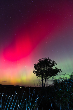 astro,aurora,autumn,lone tree,lowland,night,october,pilars