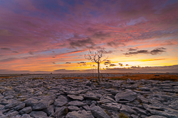 autumn,lone tree,lowland,october,orange,pink,twilight