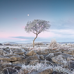 autumn,december,frost,lone tree,lowland,moon,square,twilight