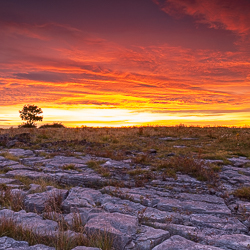 lone tree,lowland,red,september,square,summer,sunrise,twilight