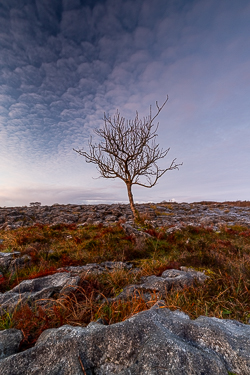 autumn,december,lone tree,lowland