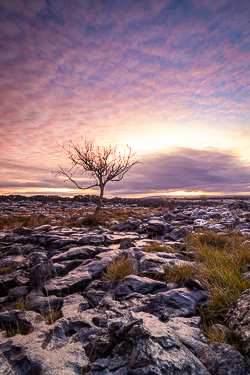 autumn,december,lone tree,lowland,pink,twilight