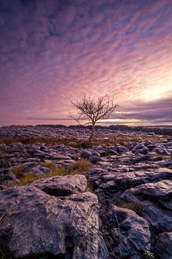 autumn,december,lone tree,lowland,pink,twilight